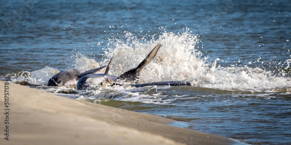 Obraz Dolphins Strand Feeding