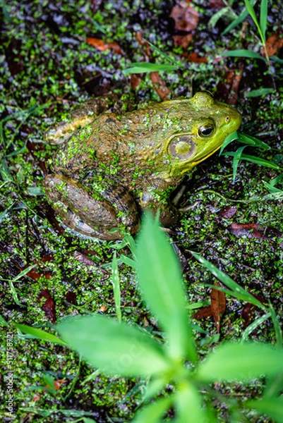 Obraz frog in the pond