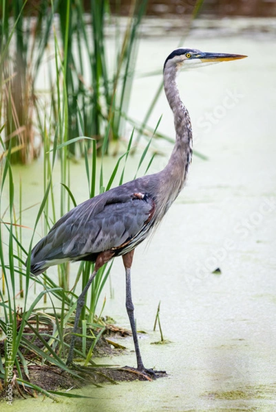 Obraz great blue heron
