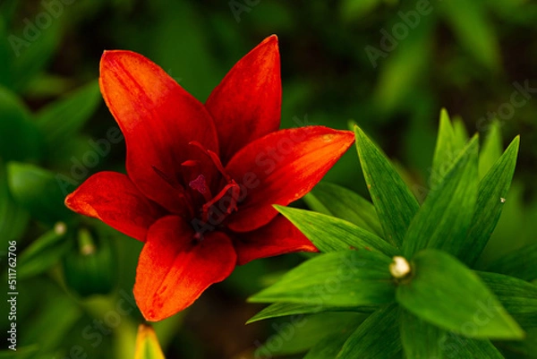 Fototapeta ゆり-20220617