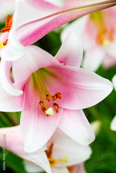 Fototapeta ゆり-20220617