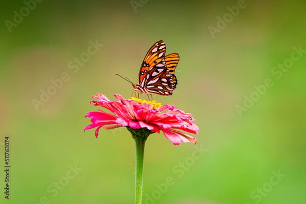 Obraz butterfly on flower