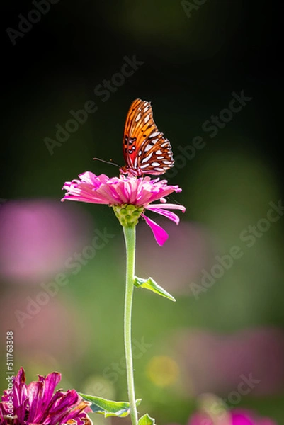 Obraz butterfly on flower