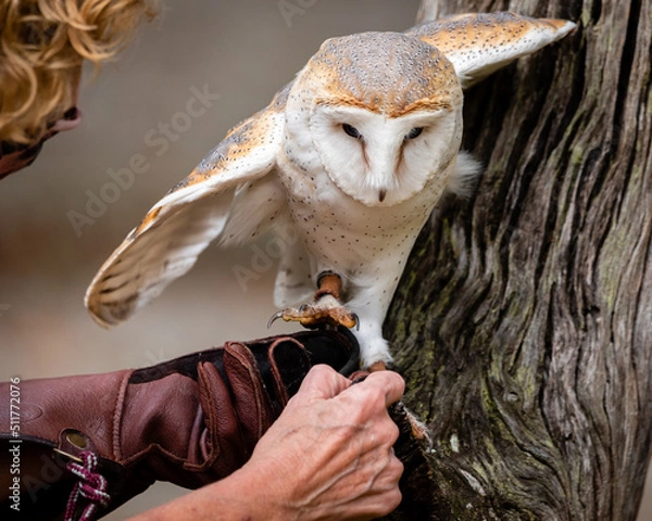 Obraz Barn Owl
