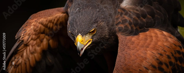 Obraz Harris's Hawk