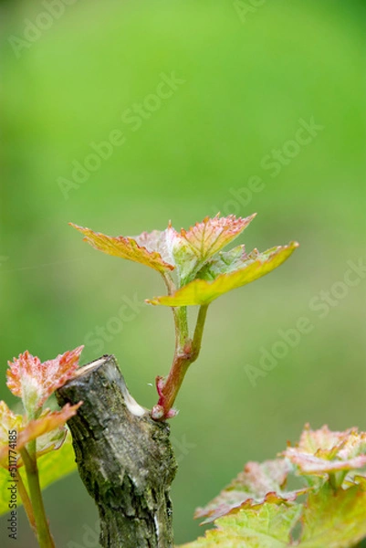 Obraz ブドウの新芽と苗木