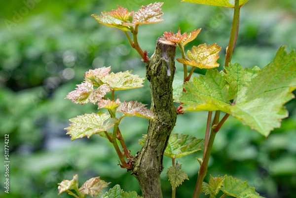 Obraz ブドウの新芽と苗木