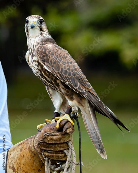Obraz Saker Falcon