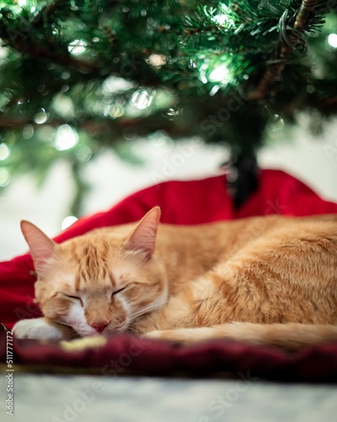 Obraz Orange Cat Christmas