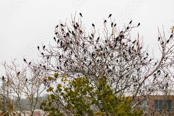 Obraz Birds in tree