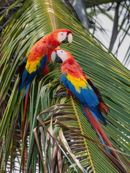 Fototapeta Two scarlet macaws in a tree
