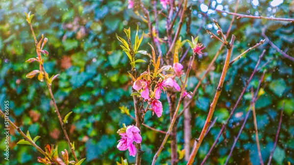 Obraz flowers in the garden