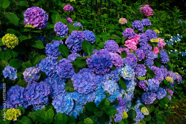 Fototapeta 紫陽花