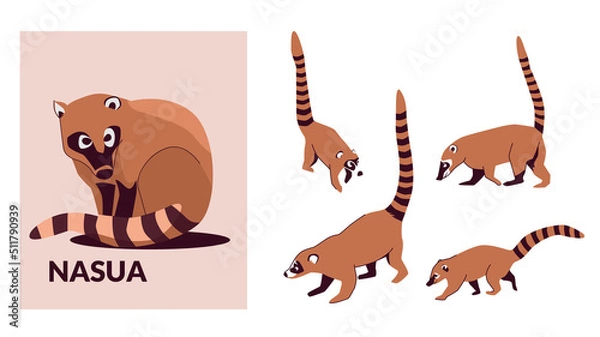 Fototapeta Set Nosua, or coati, is a genus of small mammals of the raccoon family, common in both American continents. Vector illustration isolated on white background