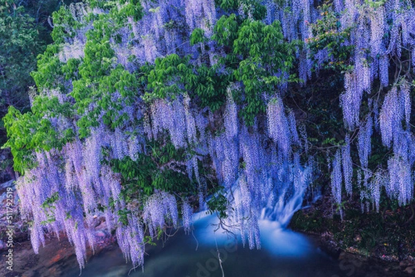 Obraz 一貫野の藤(山口県山口市仁保中郷)