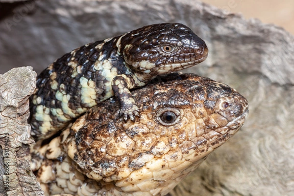 Fototapeta Adult and juvenile Shingle Back Lizard