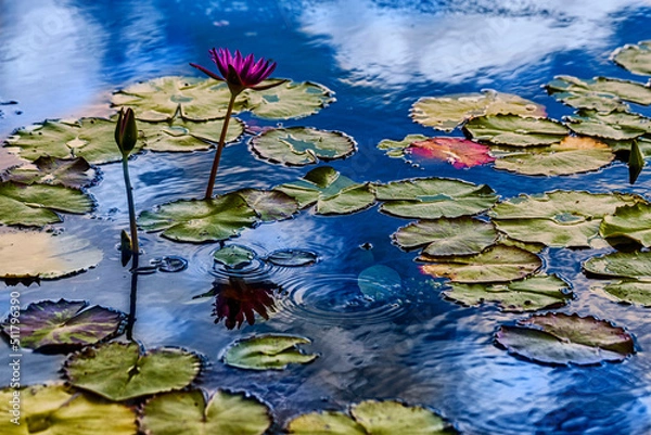 Obraz water lily in the pond