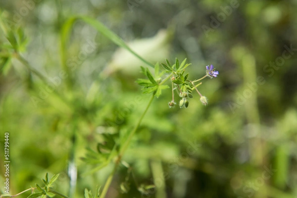 Obraz Lila Waldblume