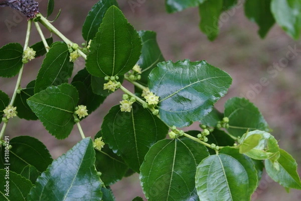 Fototapeta ナツメの花08