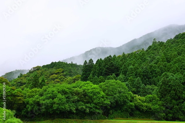 Obraz misty forest in japan