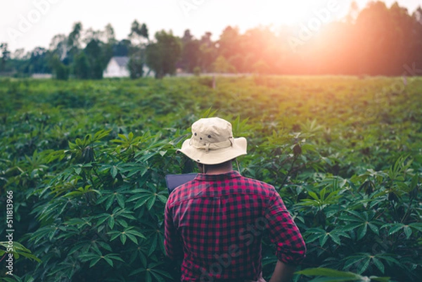 Fototapeta Farmers use virtual image technology from tablets to help plant care.