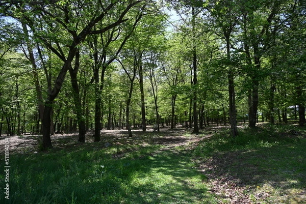 Obraz 国営アルプスあづみの公園内の緑の木々と散策路