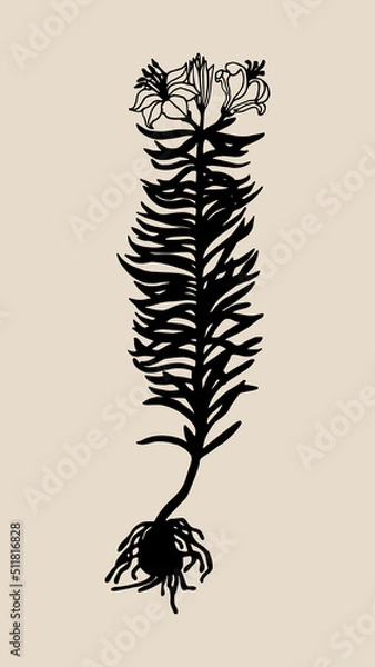 Obraz Beautiful hand-drawn wedding Illustration flowers of lily for decoration or logo. Elegant botanical silhouettes are isolated on a beige background. Vector illustration.