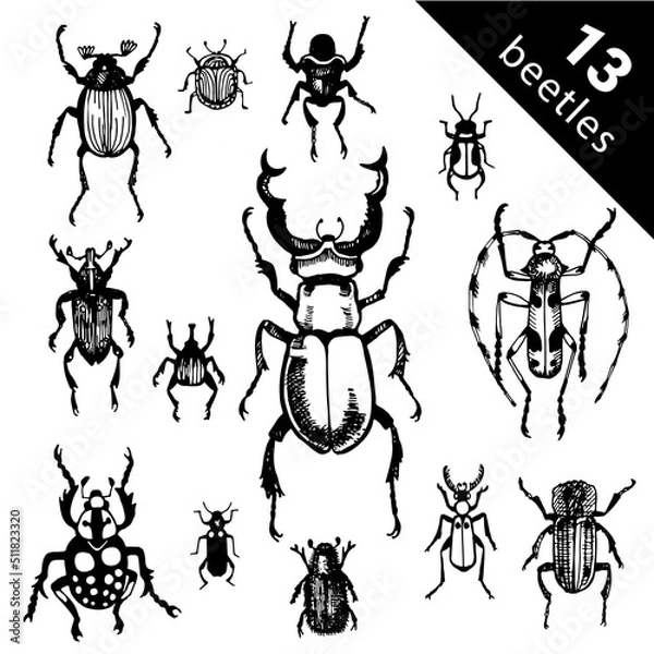 Fototapeta Bug species and exotic beetles icons vector collection. Various insects set with as Goliath beetle, Frog-legged, Ladybug, Hercules, Tortoise, Colorado potato, Giraffe weevil and other strange bugs