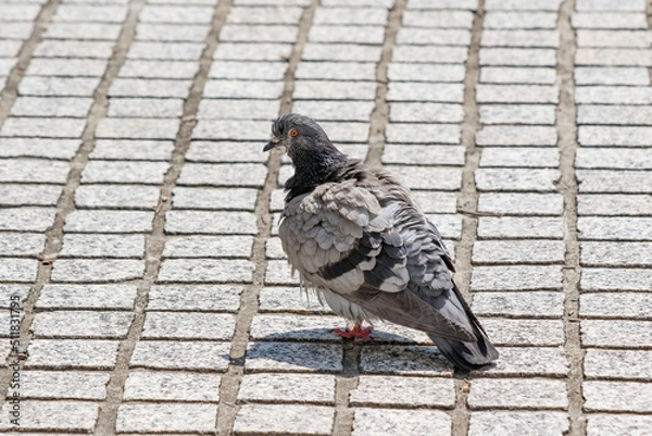 Obraz 石畳の上を歩くドバト