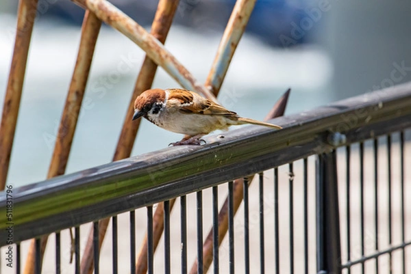 Obraz 柵の上のスズメ