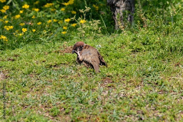 Fototapeta 芝生の上で顔を掻くスズメ