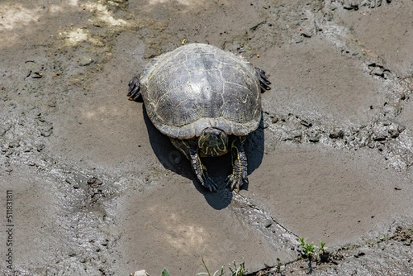 Fototapeta 石畳の上で日光浴をするアカミミガメ