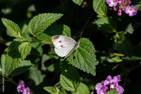 Obraz 葉っぱに留まるモンシロチョウ