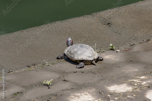 Obraz 石畳の上で日光浴をするアカミミガメ