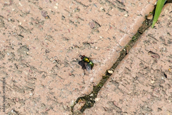 Obraz 石畳の上に佇むキンバエ