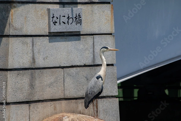 Obraz なにわ橋の看板の前で佇むアオサギ