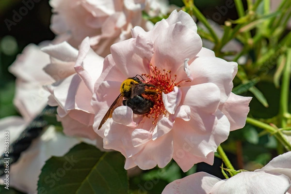 Obraz バラの蜜を舐めるクマバチ