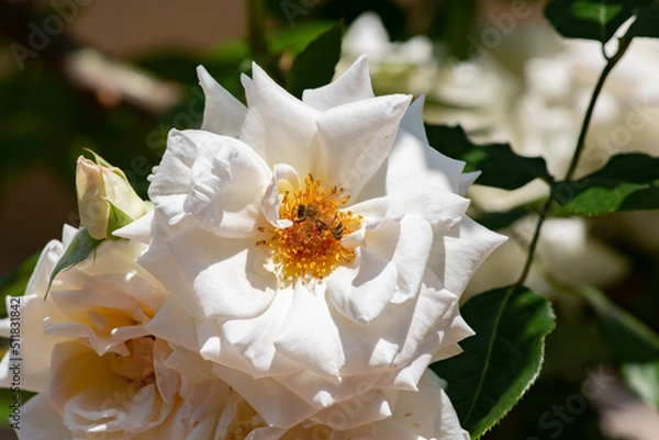 Obraz バラの蜜を集めるセイヨウミツバチ