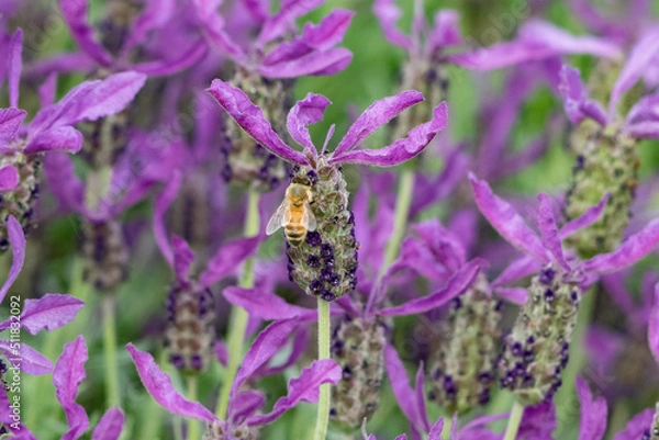 Obraz 園芸植物の蜜を集めるセイヨウミツバチ
