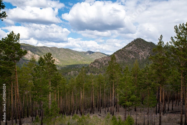 Obraz taiga in the mountains, horizontal landscape