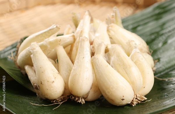 Obraz らっきょう