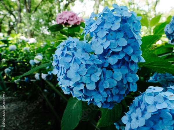 Obraz Hydrangea