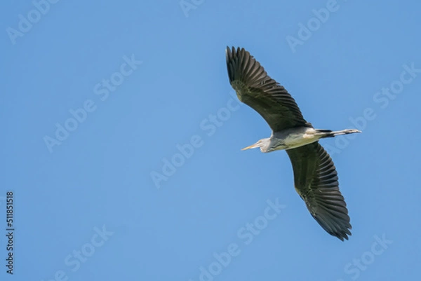 Fototapeta Gray heron soaring on unfolded wings
