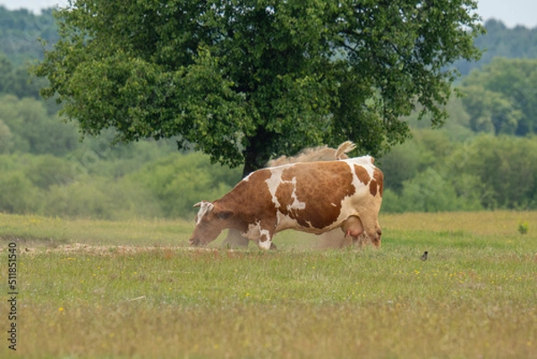 Fototapeta A cow in a sandbox covers itself with sand