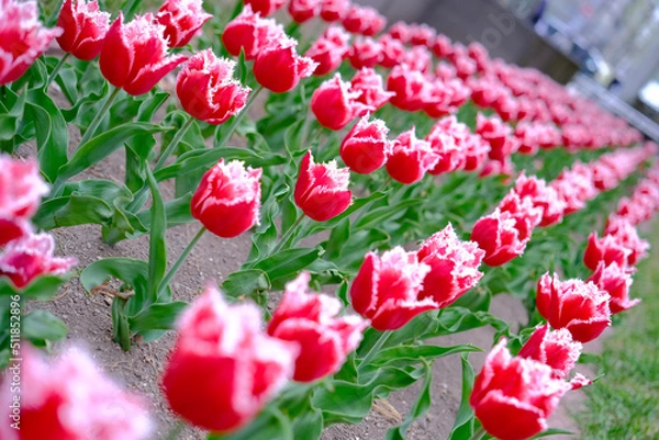 Obraz 凄然と並ぶピンク色のチューリップの花が