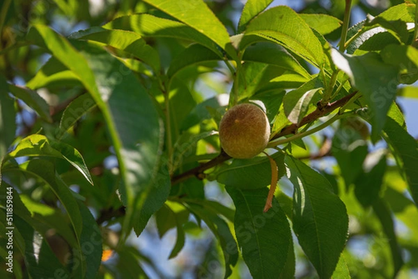 Fototapeta Green, young, ripening fruits of a peach tree on a branch on a sunny day. A ripening peach on a branch. Green peach fruits on a branch surrounded by green leaves.
