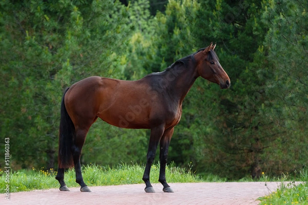Obraz Chestnut horse with a long mane stands on natural green summer background, profile side view, exterior	