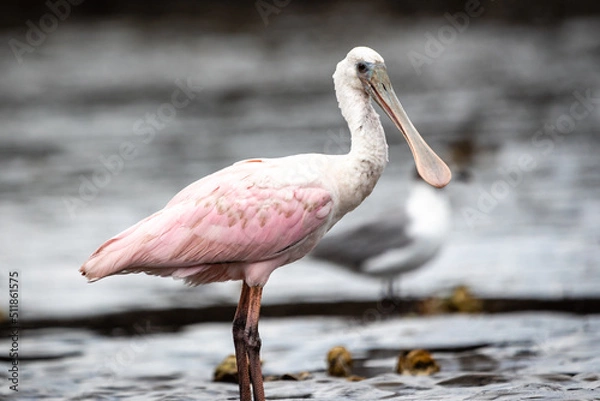Obraz Spoonbill