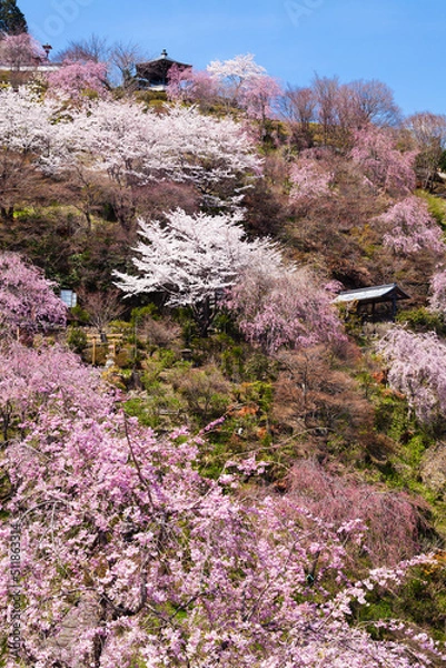 Obraz 善峯寺の桜、京都