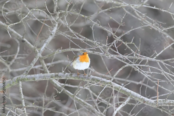 Obraz European robin (Erithacus rubecula) in beautiful soft  sunlight. .The identifications signs of the bird and the structure of the feathers are clearly visible.
